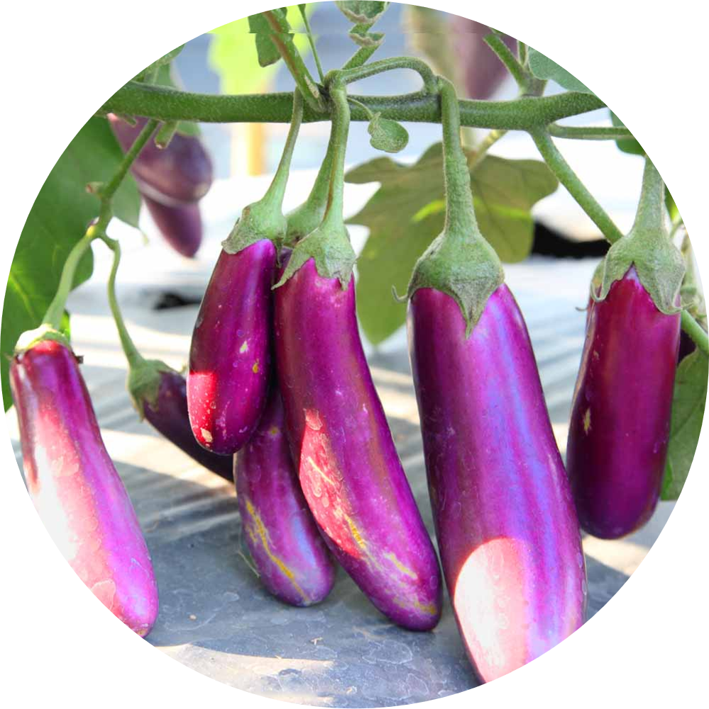 Brinjal F1 - Pinky 55